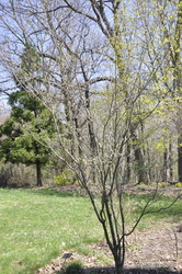 Cornus (Rutban) Celestial — photo 3